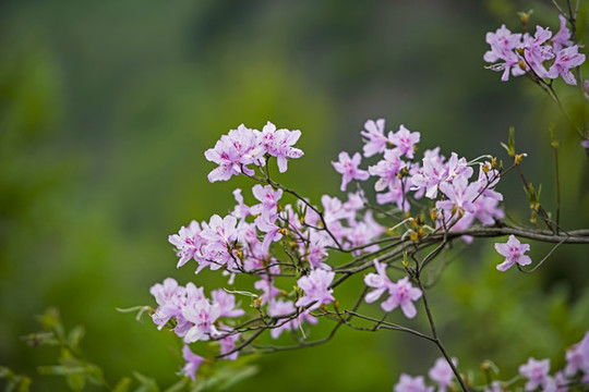 杜鵑花