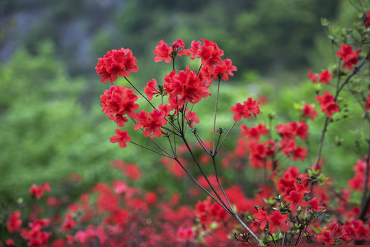 杜鵑花