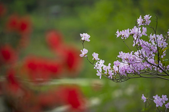 杜鵑花
