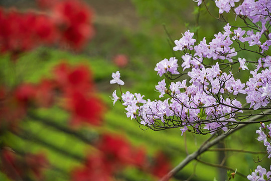 杜鵑花