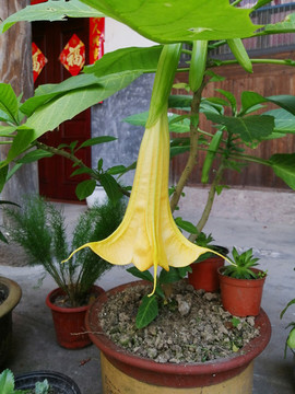 曼陀羅