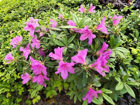 杜鵑花特寫