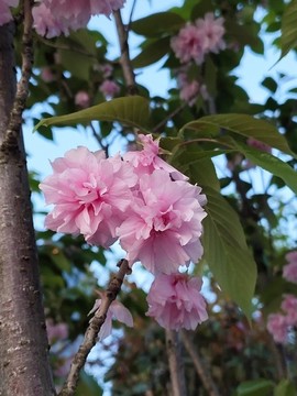 櫻花