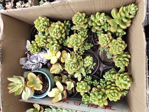 多肉植物