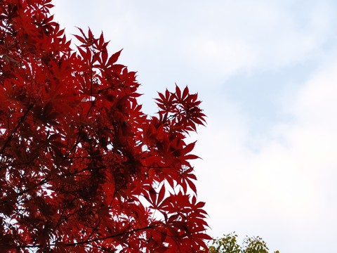 紅楓