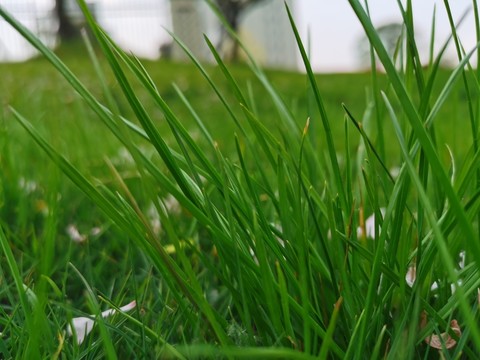 草