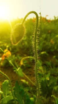 虞美人花苞