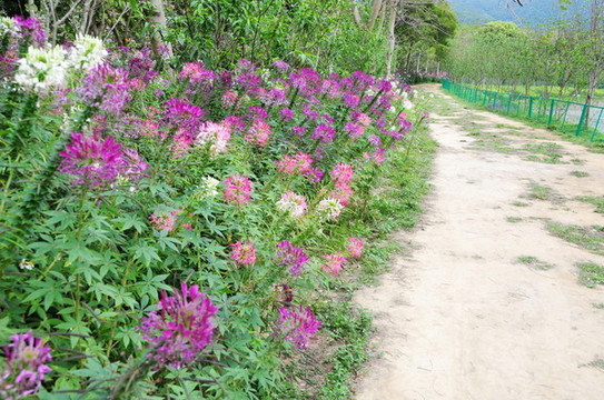 醉蝶花
