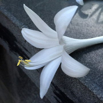 玉簪花