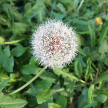 花卉050