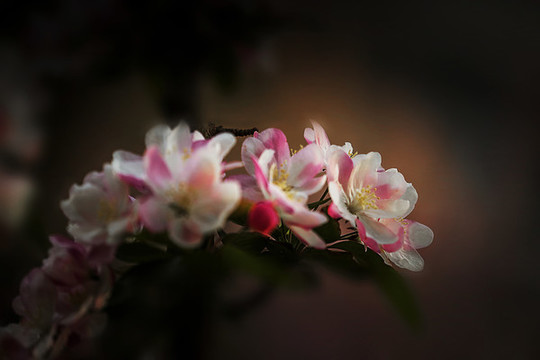 海棠花