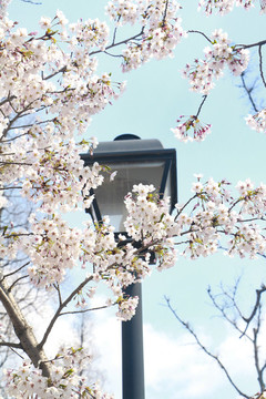 櫻花