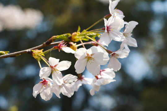 櫻花