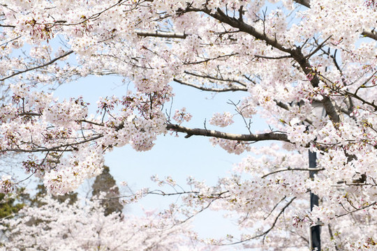 櫻花