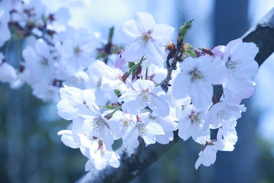 櫻花