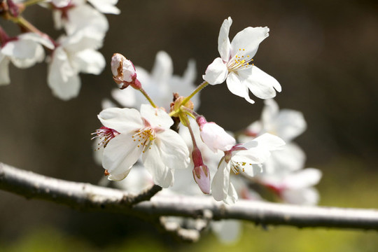 櫻花