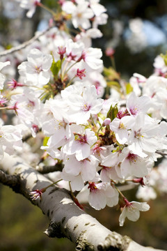 櫻花