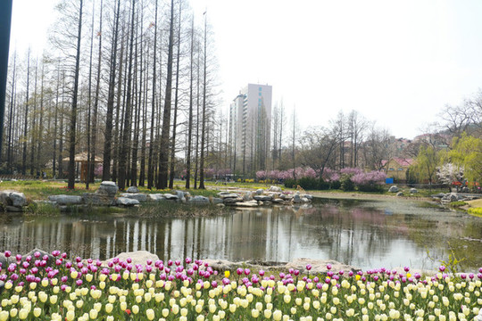 公園春景