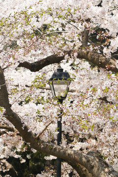 櫻花