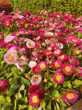 雛菊
