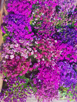 瓜葉菊