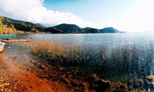湖邊水草