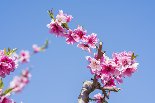 桃花