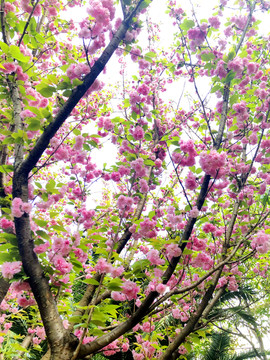 櫻花