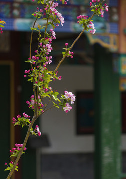 中山公園海棠