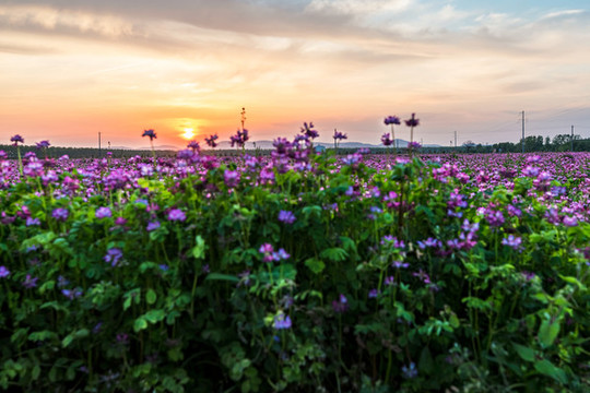 夕陽下的紫云英花海