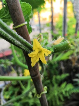 秋瓜黃花