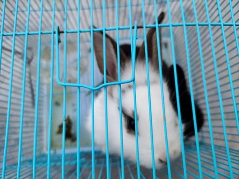 小白兔