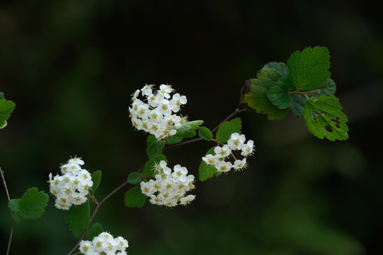 繡線菊
