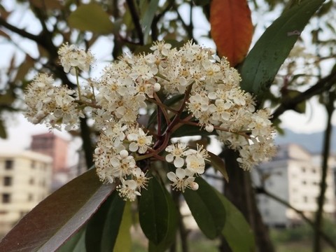 石楠
