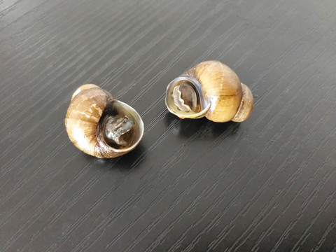 兩顆螺螄