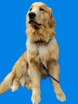 金毛犬