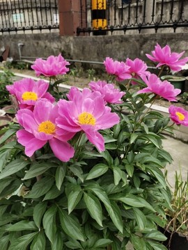 芍藥盆景