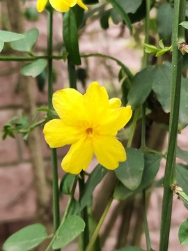 迎春花特寫