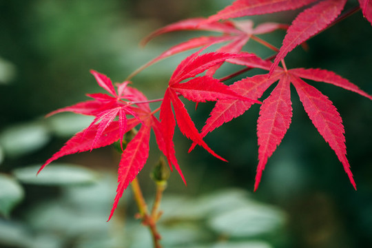 花卉微距特寫