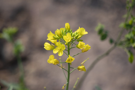 油菜