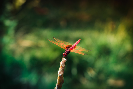 紅蜻蜓