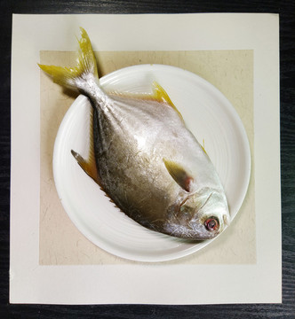 野生金鯧魚