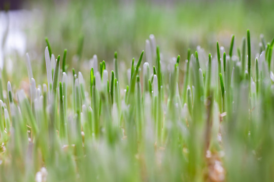 剛剛發(fā)芽的麥子嫩芽上有雨水掛