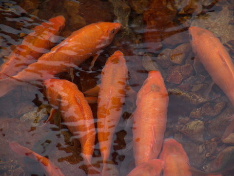 田魚