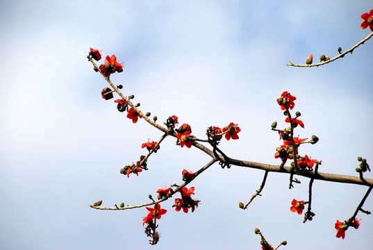木棉樹(shù)