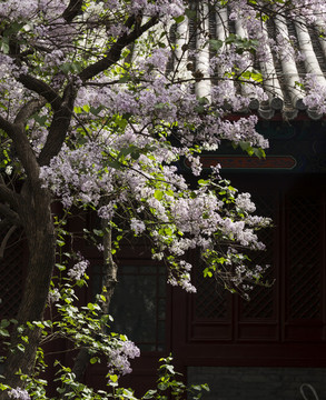 法源寺丁香花事