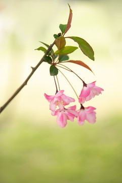 春天盛開的海棠花