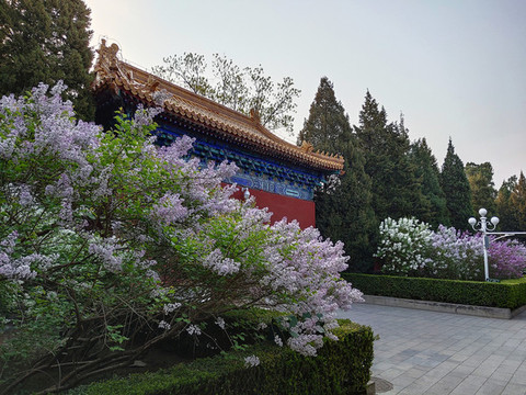 北京中山公園紫丁香