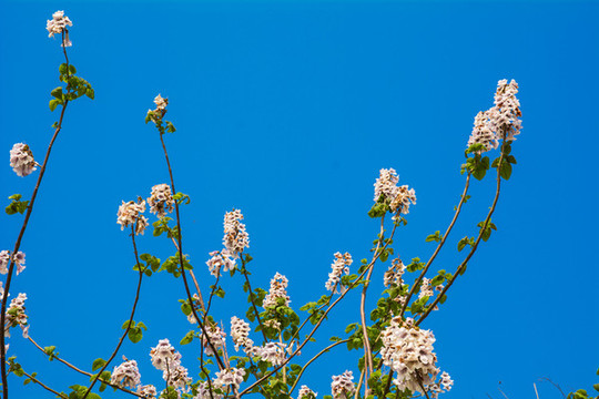 泡桐樹開花