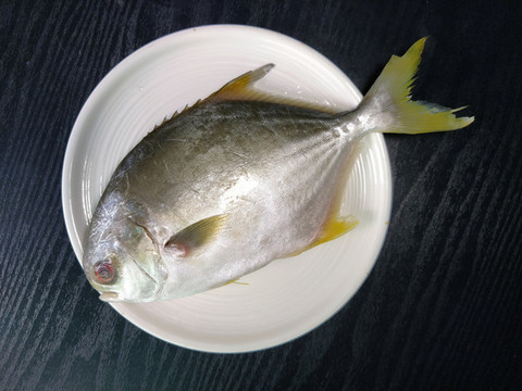 金鯧魚